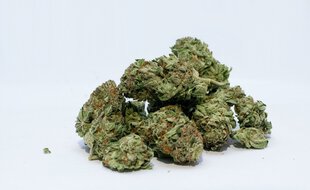 De l'herbe de cannabis (illustration).