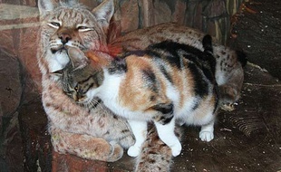 Capture d'écran d'une vidéo montrant l'amitié entre un chat et lynx au zoo de St Petersbourg.