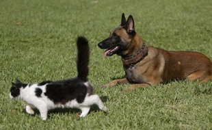 Hercule, Hendrix, Hutch... Hiroshima : les chats et chiens nés en janvier 2012 porteront un prénom, connu ou à la mode, commençant par la lettre H, tandis que la lettre C pointera le bout de ses naseaux pour les chevaux qui pourront s'appeler Coktail ou Chevalier