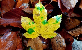 Des feuilles mortes. Illustration.