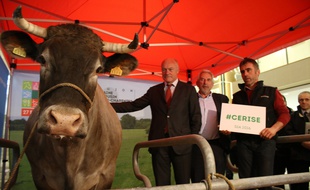 Cerise, la vache de race bazadaise égérie du salon de l'agriculture, dans les salons de la région avec Alain Rousset