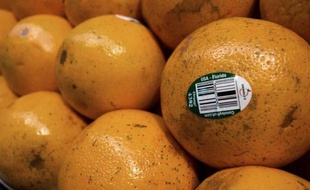 La récolte d'oranges devrait chuter à son plus bas depuis 29 ans et le prix du jus est à son plus haut depuis deux ans à New York