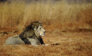 Un lion dans un parc naturel sud-africain au nord de Johannesbourg en 2010.