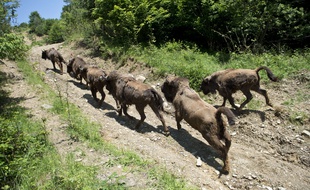 Quatorze bisons, amenés en 2014 de différents zoos d'Europe, ont retrouvé totalement la liberté sur les monts Tarcu en Roumanie.