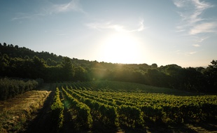 Le domaine de la Verrerie, dans le sud du Luberon, dans le Vaucluse.