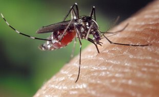 Les moustiques, comme les autres insectes, peuvent entraîner des infections par leurs piqûres. (Illustration)