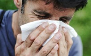 L'allergie aux graminées peut entraîner migraines et éternuements en salve.