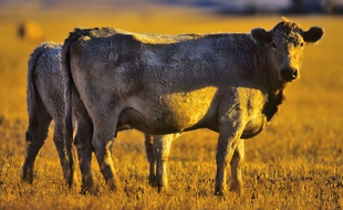 Des vaches dans un champ dans l'Alberta, au Canada.