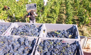 Le 9 septembre 2015 - Illustration de vendanges.