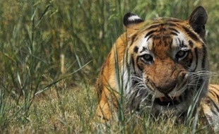 Des commandos armés vont être déployés dans les jungles du sud de l'Inde pour empêcher les braconniers de capturer et tuer les tigres, dont le nombre a fortement diminué, ont annoncé mercredi des responsables locaux.