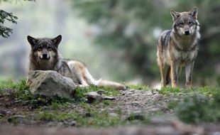 Des tirs de défense du loup, une espèce protégée, ont été autorisés par la préfecture des Hautes-Alpes dans quatre communes après de nouvelles attaques récentes attribuées à l'animal, a annoncé mercredi la préfecture.