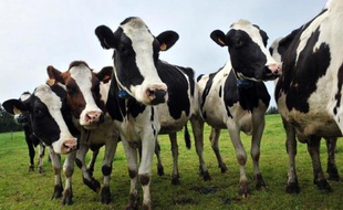 Des vaches Holstein dans une ferme de Laqueuille, en France