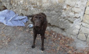 Eliot, le labrador toulousain, kidnappé le 30 décembre 2015 dans le gers, retrouvé huit mois plus tard dans le Lot-et-Garonne.
