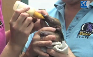 Un bébé fourmilier de 10 jours