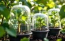 Multipliez vos figuiers en plein été sans arrosages intensifs grâce à cette méthode simple et efficace