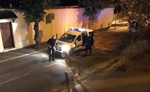 L'âne Christophe a été récupéré par les policiers dans le centre-ville de Grasse.