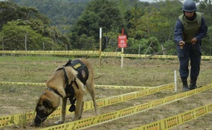 Un soldat et un chien renifleur à la recherche de mines dans le département colombien d'Antioquia, le 3 mars 2015