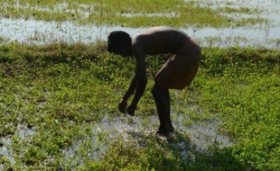 En Inde, 80% des eaux usées finissent non traitées dans les rivières et les nappes phréatiques, principale source d'eau potable pour des millions de gens dans ce pays, a révélé mardi une étude publiée par une ONG locale.