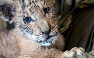 Le petit ligre Tsar, âgé de 2 mois et demi, grandit dans un zoo russe