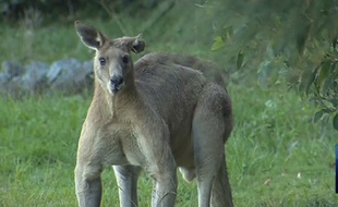 Le kangourou de 2 mètres qui terrifie la région de Brisbane.