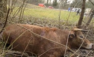 Six policiers ont fait feu sur la vache. (Capture d'écran)
