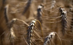 L'Ukraine prévoit d'exporter jusqu'à 28 millions de tonnes de céréales sur la campagne agricole 2013-2014, du jamais vu pour cet important producteur, grâce à une récolte record, a indiqué jeudi le ministère de l'Agriculture.