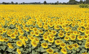 Champ de tournesols.