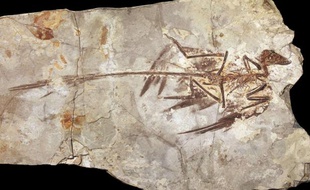 Découvert en Chine, un fossile de Microraptor, un dinosaure du Crétacé inférieur (130 à 125 millions d'années).