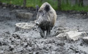 L'épidémie de peste porcine africaine, comme la peste porcine classique, se transmet notamment entre sangliers et porcs (Illustration).