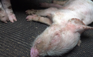 Un porcelet mourant dans un élevage intensif de cochons situé dans le Finistère près de Quimper.