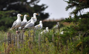 Le plan biodiversité, présenté ce mercredi, prévoit de relancer la création de zones protégées en France.