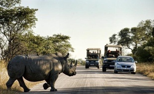 Un avion d'observation doté de technologies militaires va être mis à la disposition du parc national Kruger, en Afrique du Sud, pour tenter de stopper l'explosion du braconnage des rhinocéros, ont annoncé mardi les parties prenantes devant la presse.