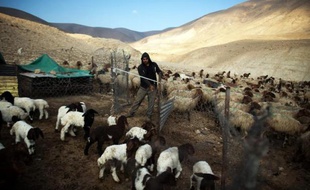 Un Palestinien de la famille Bani Minna, dont le campement a été démoli à plusieurs reprises par les bulldozers israéliens, s'occupe de son troupeau dans la vallée du Jourdain, le 17 février 2014