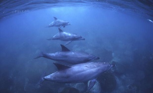 Quatre dauphins nagent au Japon.