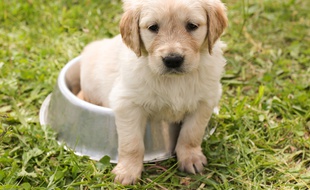 Illustration d'un chiot.