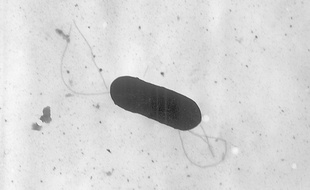 Illustration de la bactérie de la listeria.