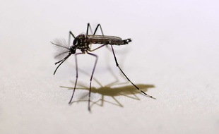 Le virus Zika est transmis par les moustiques.