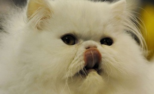 Illustration de chat.
