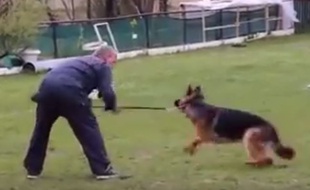 La vidéo du chien maltraité posté sur les réseaux sociaux.