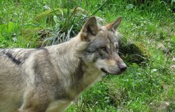 Un deuxième loup abattu par un tir de défense, dans le Doubs