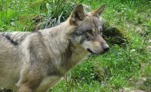 Le loup est revenu en France au début des années 90. (Illustration)
