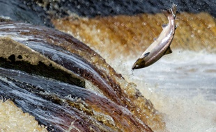Un saumon dans une rivière anglaise.