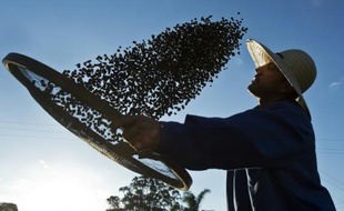 Un agriculteur travaille son café bio, le 6 août 2015 à la "Ferme Écologique Fortaleza", à 300 km au nord de Sao Paulo