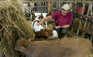 L'éleveur français Dominique Viallard soigne ses bêtes avec des huiles essentielles dans sa ferme à Saint-Genès-la-Tourette, dans le Puy-de-Dôme, le 29 septembre 2015
