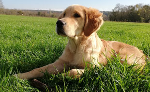 Rio, jeune golden retriever de six mois, est à la fois la mascotte et le chien de démonstration de l'association la Cape.