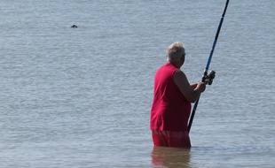 A Berck-sur-Mer, le 12 septembre 2014 - Pecheur a la ligne avec un phoque au large dans la baie d'Authie.
