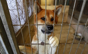 Un chien au refuge de la Ligue Protectrice des Animaux (LPA), attend sa nouvelle famille.