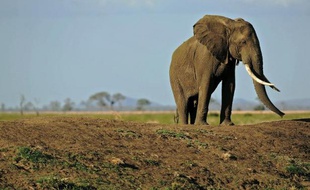 Un éléphant dans le parc national de Mikumi en Tanzanie, le 14 octobre 2013