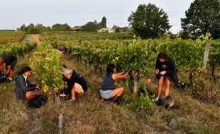 Les vendanges ont commencé dans le Bordelais ces derniers jours.