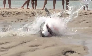 Capture d'écran d'une vidéo publiée sur YouTube montrant des vacanciers sauver un requin blanc échoué sur un eplage du Massachussetts, le 13 juillet 2015.